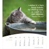 Romani postcard calendar 2025 - Life for you