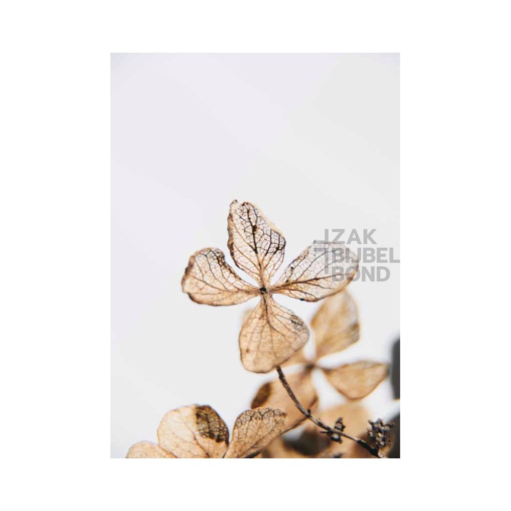 HSV Bijbel DagelijkseBroodkruimels 