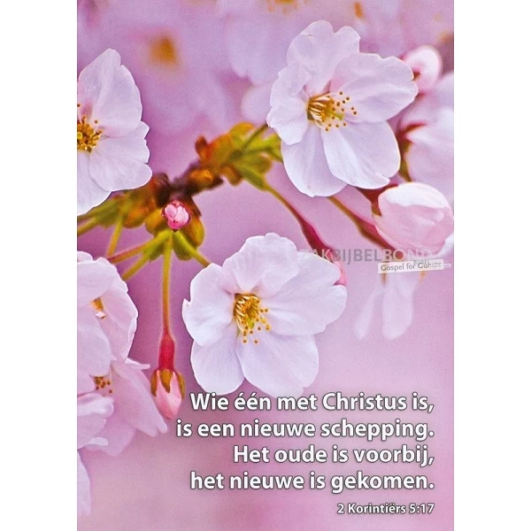 Nederlands, Ansichtkaart, 12 verschillende tekstkaarten met foto.